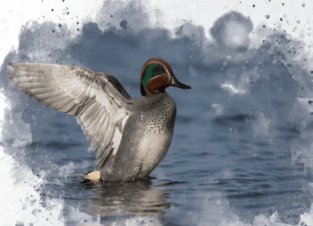 Actualités sur la chasse du Gibier d'eau