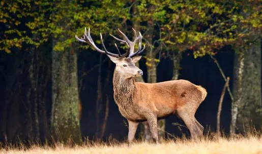 Bilans de plan de chasse