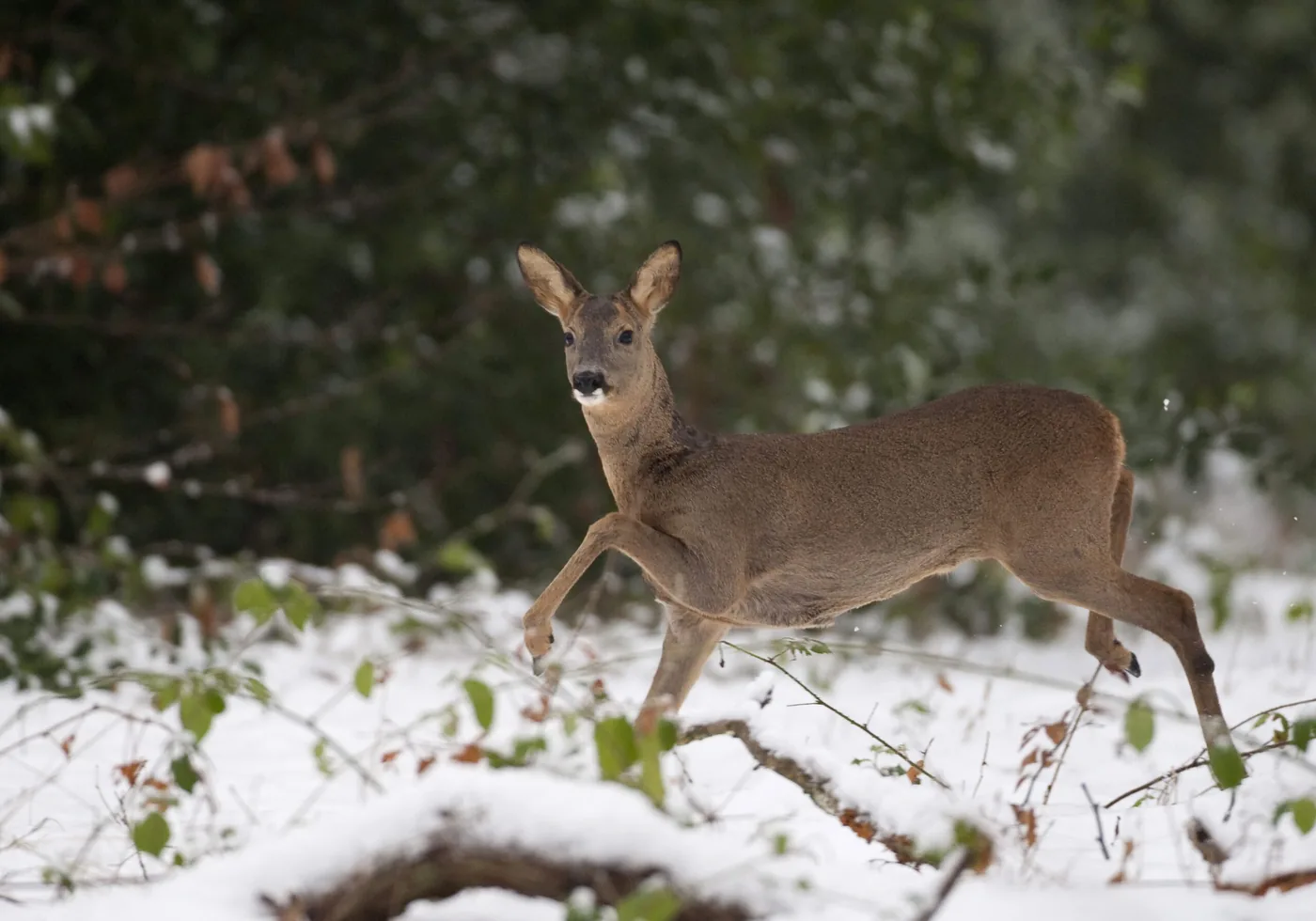 Chasse en temps de neige - Rappel