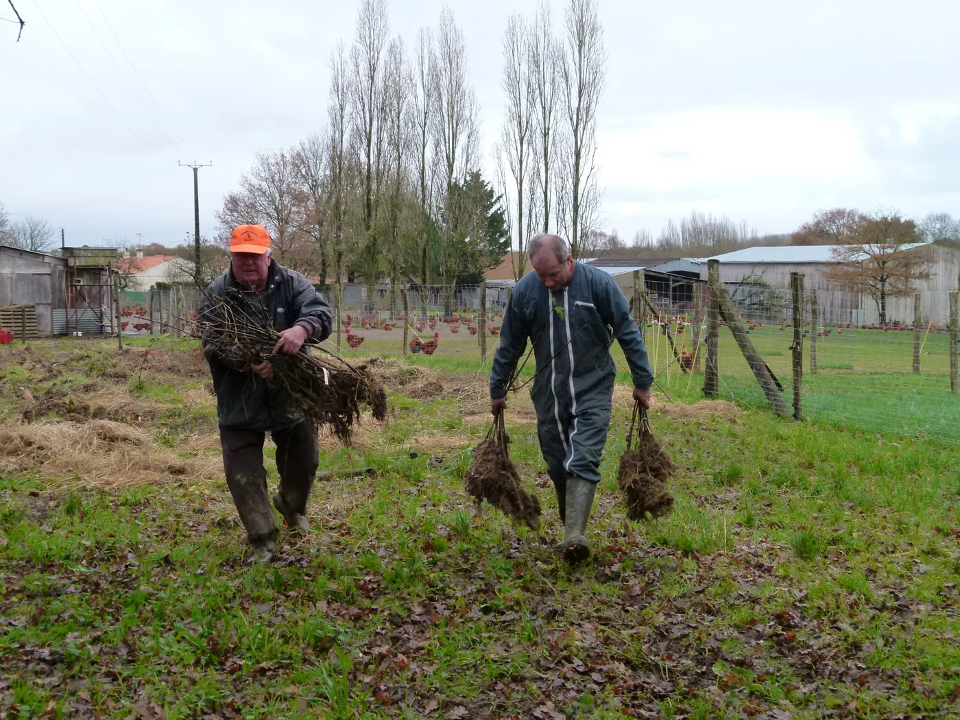 Encore des plantations