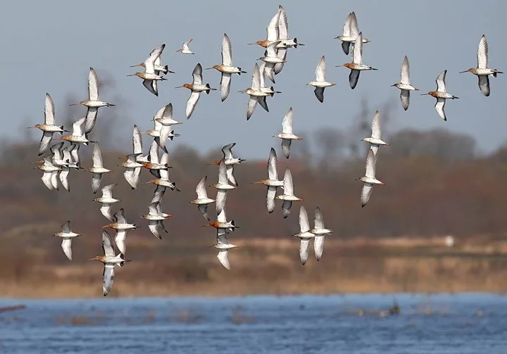 Fash Info - plusieurs foyers de grippe aviaire en Vendée !