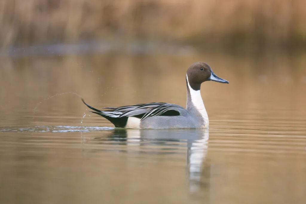 Illustration de l’article « Recommandations sur la gestion de cinq espèces de canards »