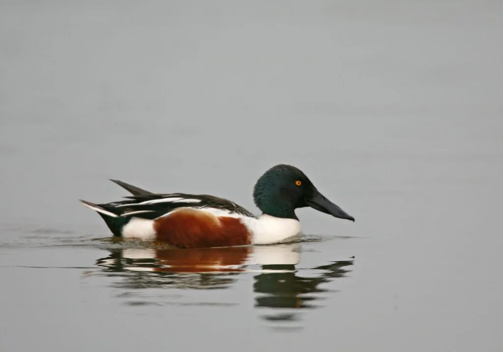 Illustration de l’article « Recommandations sur la gestion de cinq espèces de canards »