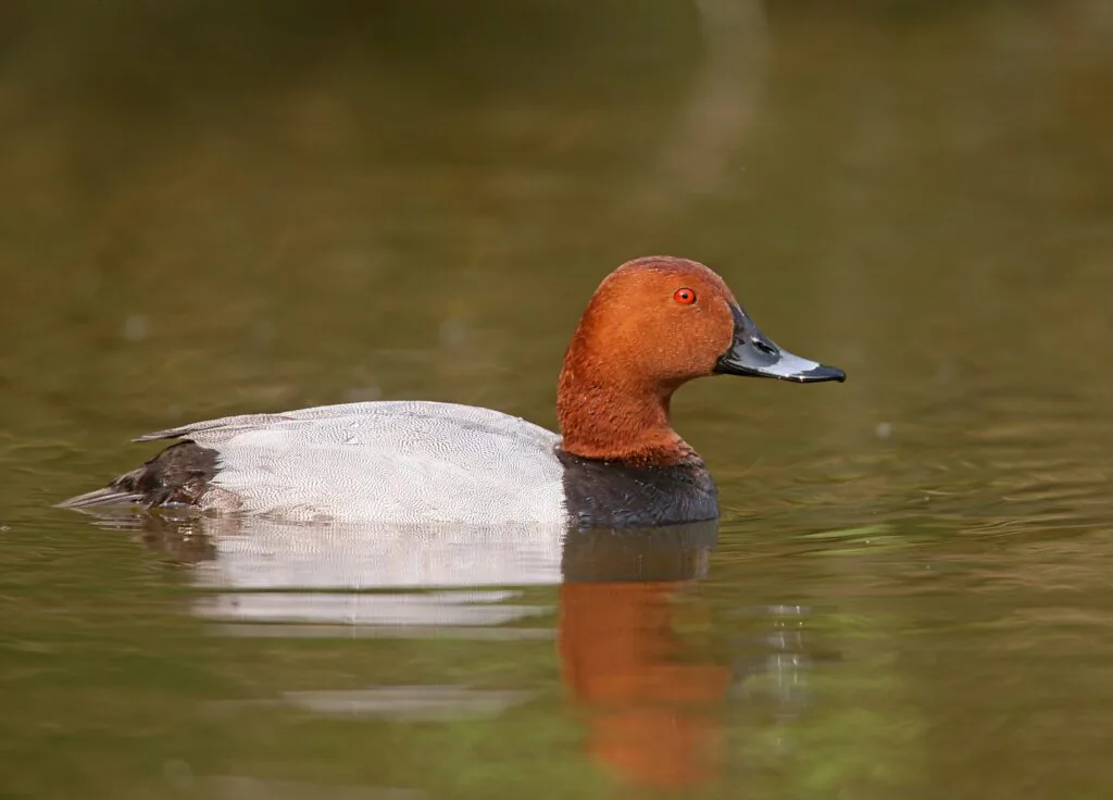Illustration de l’article « Recommandations sur la gestion de cinq espèces de canards »