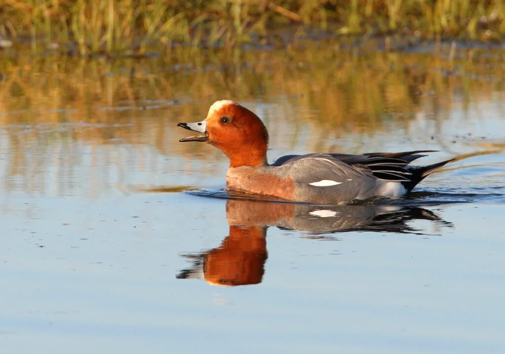 Recommandations sur la gestion de cinq espèces de canards