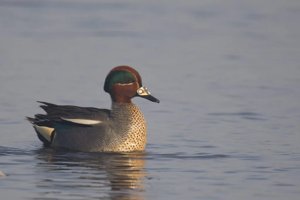 Illustration de l’article « Recommandations sur la gestion de cinq espèces de canards »