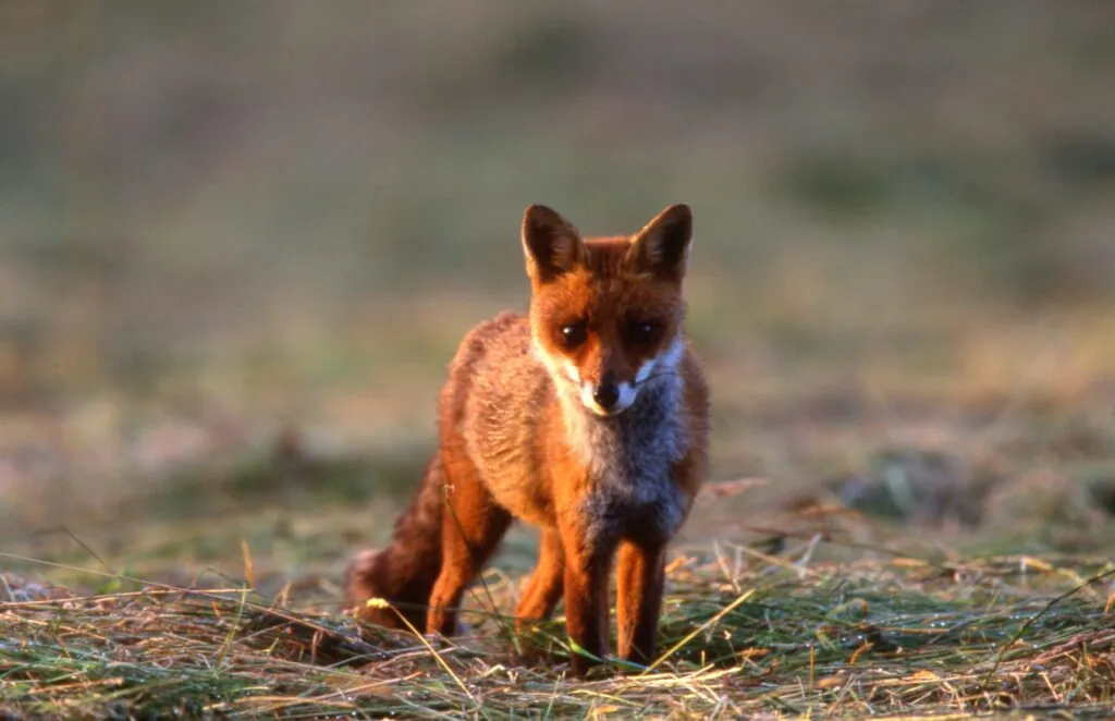Illustration de l’article « La chasse à l'approche et à l'affût du sanglier »