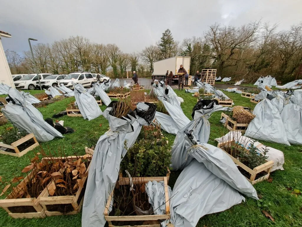 Illustration de l’article « Les bons gestes pour réussir sa plantation »
