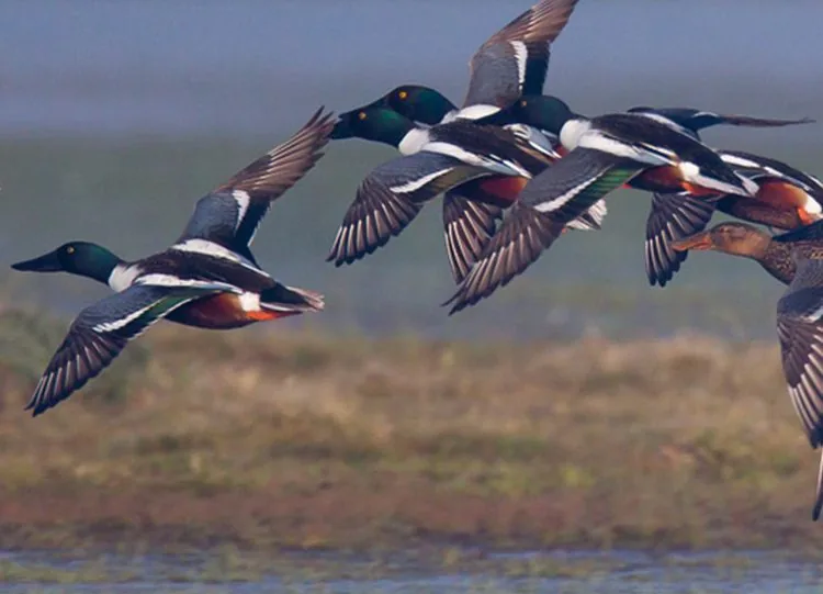 Modalités de fin de chasse : retour des appelants à domicile