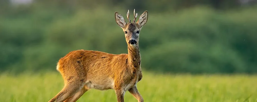 Illustration de l’article « Précisions sur la pratique de la chasse après le couvre-feu »