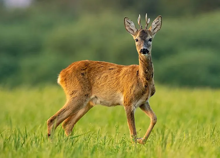 Précisions sur la pratique de la chasse après le couvre-feu