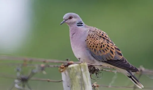 🕊️ TOURTERELLE DES BOIS – OUVERTURE DIMANCHE 30 AOÛT