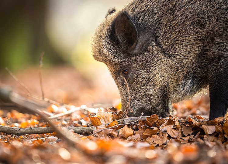 Sanglier dans un sous-bois