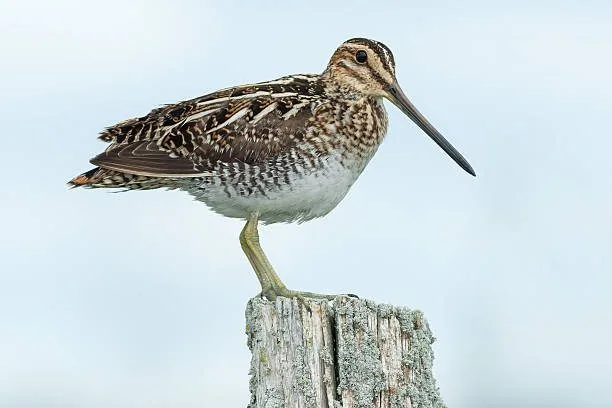 Bécassine des marais posée dans une végétation basse