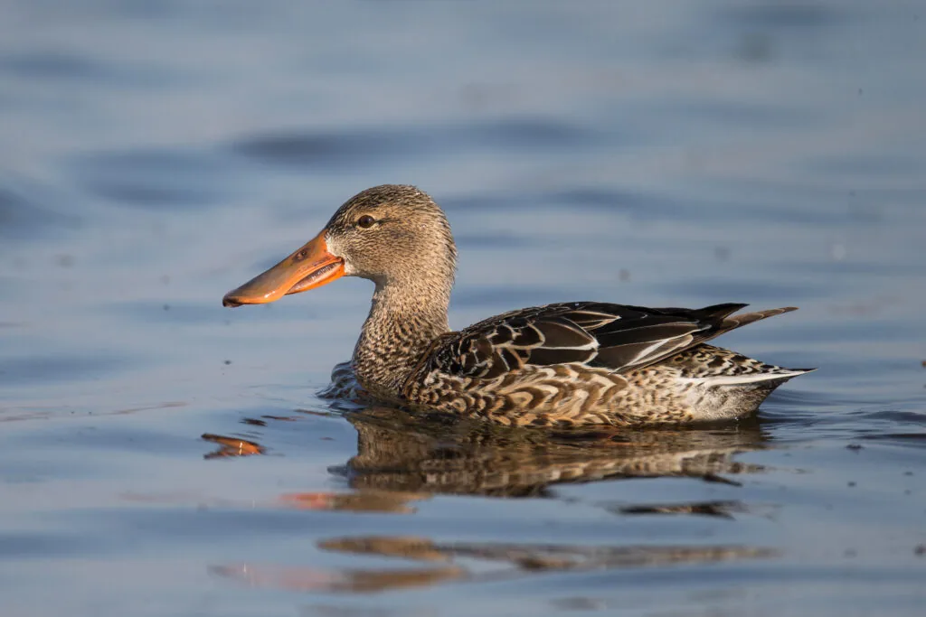 Canard souchet mâle nageant, avec son large bec spatulé