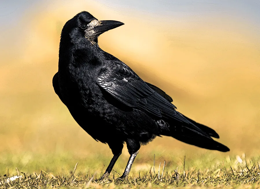 Corbeau freux adulte reconnaissable à la base claire de son bec