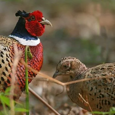 Faisan commun mâle au plumage coloré