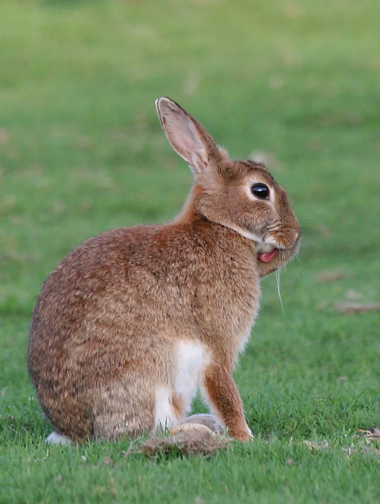 Lapin de garenne assis dans la végétation
