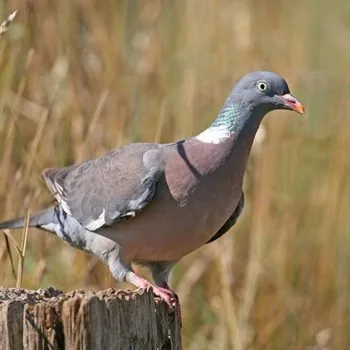 Pigeon ramier posé, reconnaissable à sa tache blanche au cou